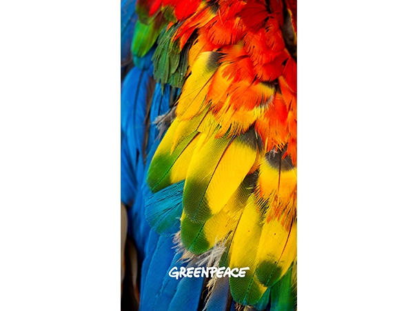 preview_feather-1