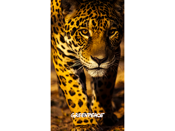 preview_jaguar-1