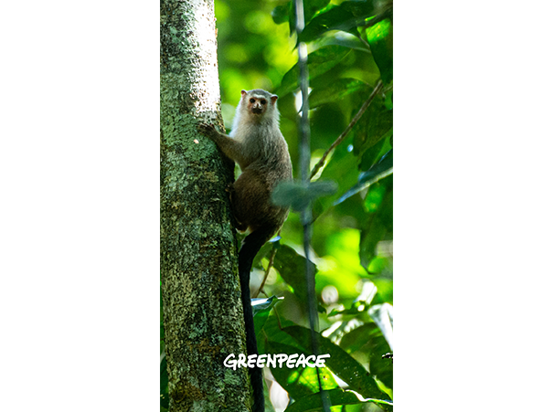 preview_marmoset