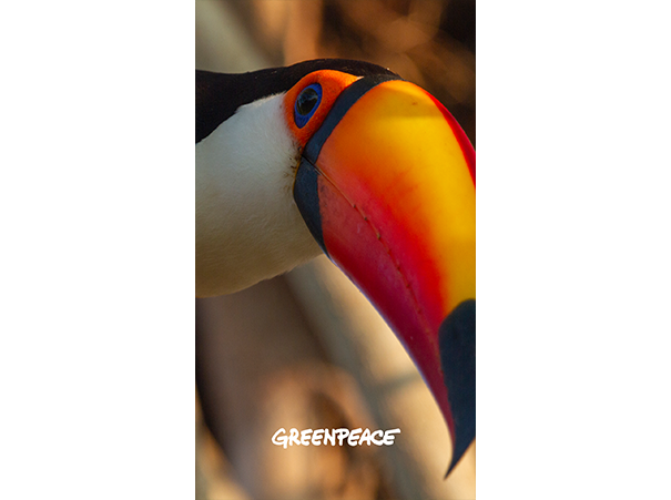 preview_toucan